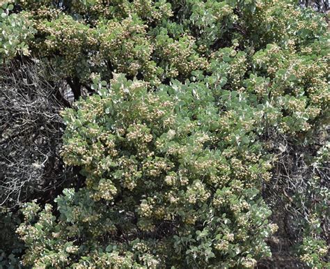 Plantfiles Pictures Arctostaphylos Species Sticky Whiteleaf Manzanita Whiteleaf Manzanita