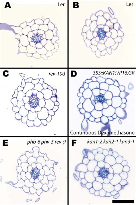 Figure 2 From Roles For Class III HD Zip And KANADI Genes In