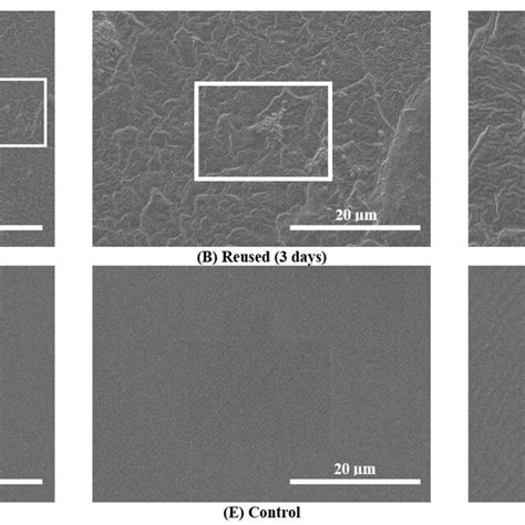 Scanning electron microscopy (SEM) images of the outer surfaces of a ... 