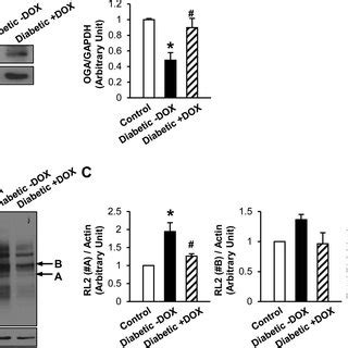 Overexpression Of Oga Significantly Decreased Protein O Glcnacylation