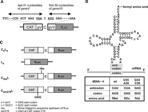 Coupled Di Cistronic Reporter System And Initiator Trnas A Schematic