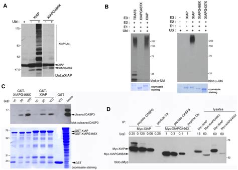 Ubiquitin E3 Ligase Activity And Binding To Caspases Of The Xiap G466x Download Scientific