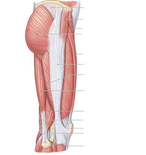 Lateral Thigh Muscles Diagram Diagram Quizlet