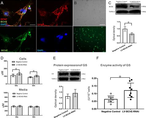 Frontiers Enhanced Contextual Fear Memory And Elevated Astroglial