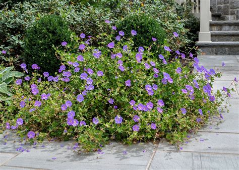 Rozanne Geranium My Ultimate Favorite Flower Clc Landscape Design