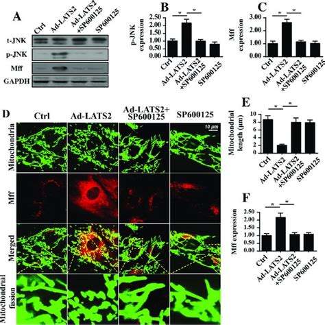 Pdf Lats Promotes Apoptosis In Non Small Cell Lung Cancer A Cells