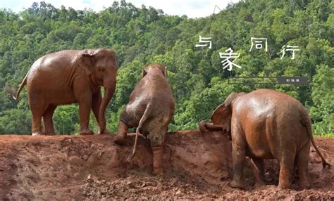 Yunnan Exhibit Recounts Elephants’ Migration Tour Cn