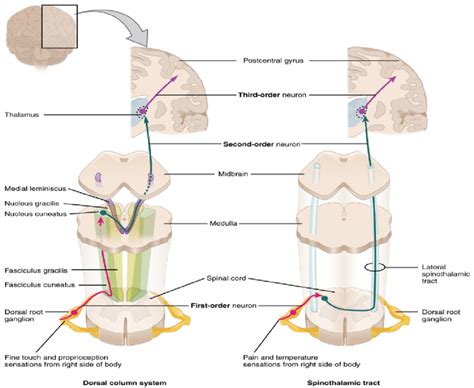 The Dorsal Root Ganglion Drg From The Peripheral Nervous System