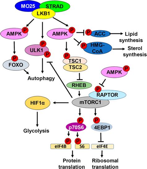 Frontiers The Tumor Suppressor Kinase Lkb Metabolic Nexus