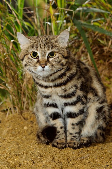 Black Footed Cat – Center for Ancestral Blueprints