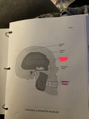 Lecture 8 Muscles Of The Head Neck TMJ Paranasal Sinuses