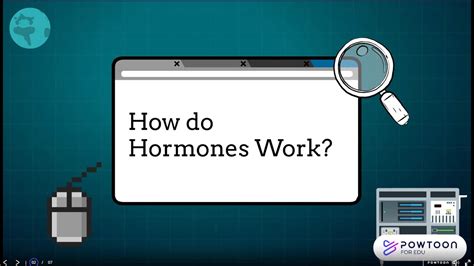 How Do Hormones Work Youtube