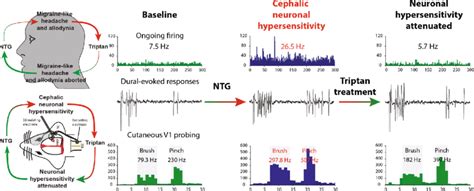 Overview Of The Translational Nature Of Nitroglycerin Ntg As A Model