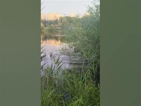 ШОК БОБРЫ ЗАПОЛОНИЛИ ГОРОД #рыбалка #сибирь #природа #бобры #кемерово # ...