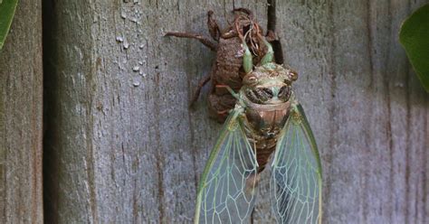 The Earth Will Feast On Dead Cicadas Latest News Stories