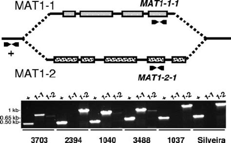 Determination Of Mating Types Of Coccidioides Spp PCR Amplification Of