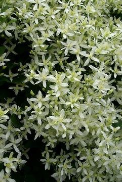 Clematis Paniculata Bluestone Perennials Clematis Paniculata