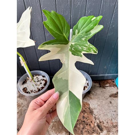 Rare Philodendron Golden Dragon Variegated Live Plant Pokok Hidup