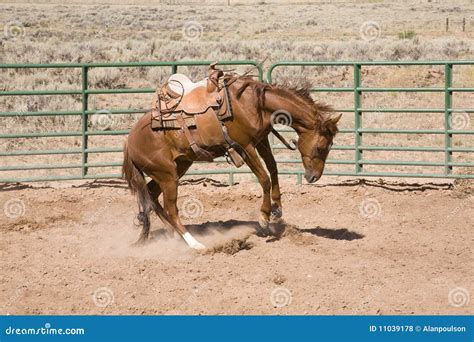 Bucking Horse Royalty Free Stock Photos Image 11039178
