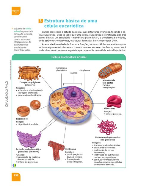 Explique A Organização Básica De Qualquer Célula - Estrutura básica de uma célula animal | Citoplasma | Célula (Biologia)