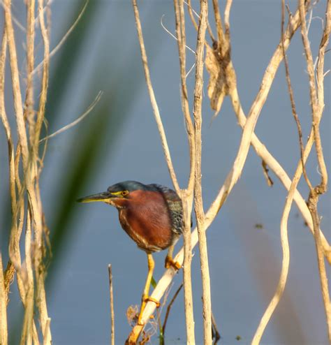 Cannundrums: Green Heron - Florida 2018