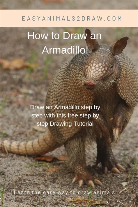 How To Draw An Armadillo Step By Step Guide