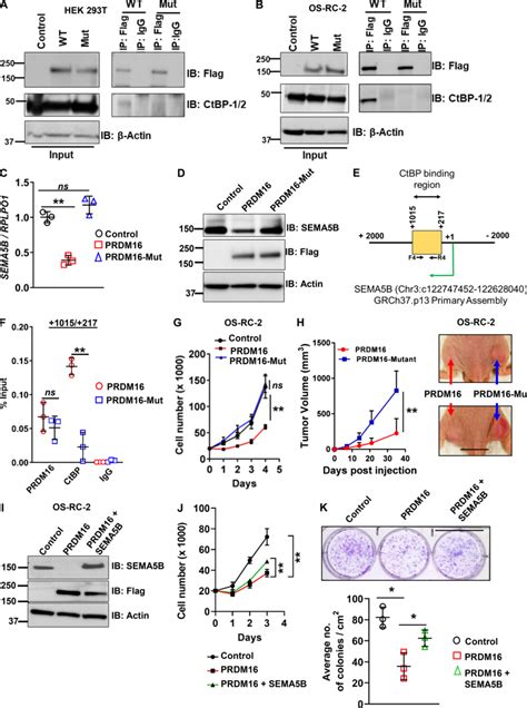 Prdm Interaction With Ctbps Is Required For Suppression Of Both