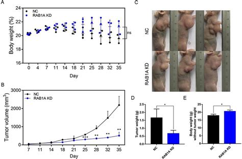 Rab A Knockdown Suppresses Gc Tumor Growth In Vivo A The Body Weight