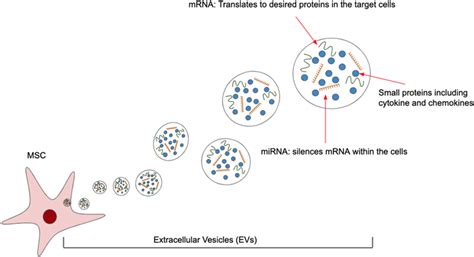 Secretome Of Msc Packaged By Evs Evs Produced By Mscs Carry Mrna Download Scientific Diagram