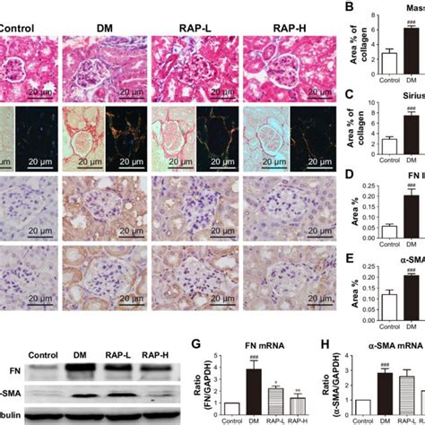 Effect Of Pce On Sma And Pcna Expression In The Renal Glomeruli A