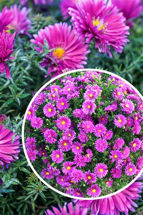 Aster Krzaczasty Island Tonga Aster Dum Tracz Centrum Ogrodnicze