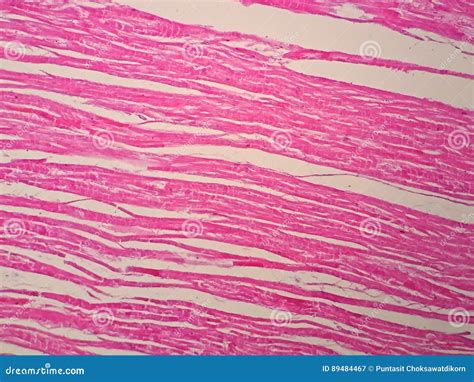 Cardiac Muscle Histology