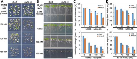 Effects Of Nacl Stress On Seed Germination And Seedling Growth Of The