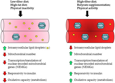 Nutrients Free Full Text Short Chain Fatty Acids In The Colon And