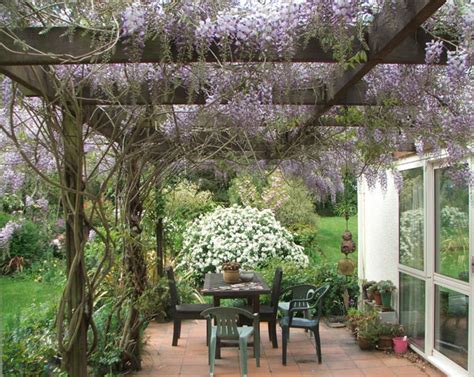 Pergola Wisteria Flowering