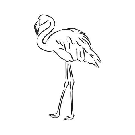 Ilustra O Em Vetor Desenho Flamingo Ilustra O Em Vetor Desenho