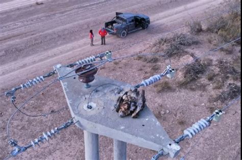 Aves En Tendidos El Ctricos Confirman El Rechazo Al Amparo El