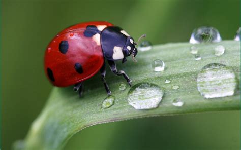 Download Animal Ladybug Hd Wallpaper