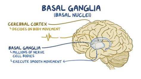 Basal Ganglia Flashcards Quizlet