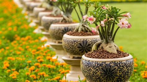 10 Plantas que precisam de pouca água