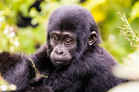 Safari To Bwindi The Best Bwindi Gorilla Safaris And Tours For 2022 2023