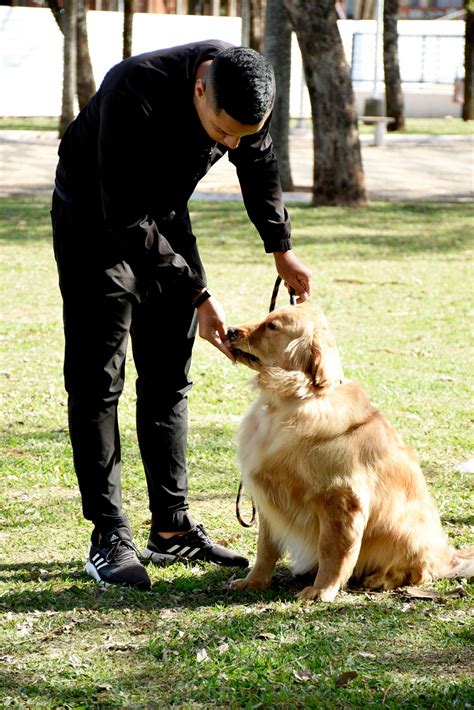 Conheça os benefícios do adestramento para o seu cachorro DIÁRIO DO