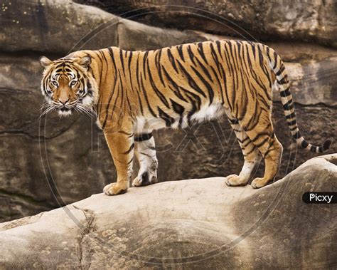 Wild Animal Backgrounds