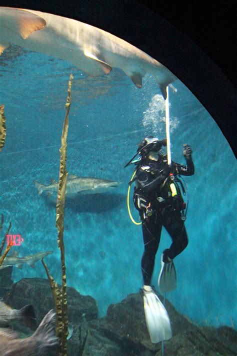 The maritime aquarium touch tank is surprisingly full of life 23