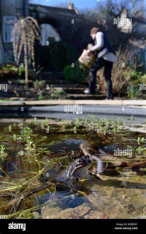 Common Frog Rana Temporaria And Frogspawn In A Garden Pond With