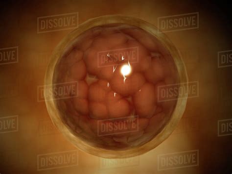 Microscopic View Of A Blastula During Pregnancy After The Cleavage Has