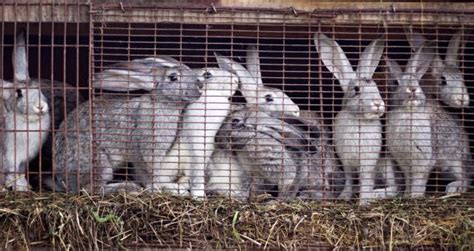 Rabbit Farming In Ghana How To Get Started Go About It InformationNGR