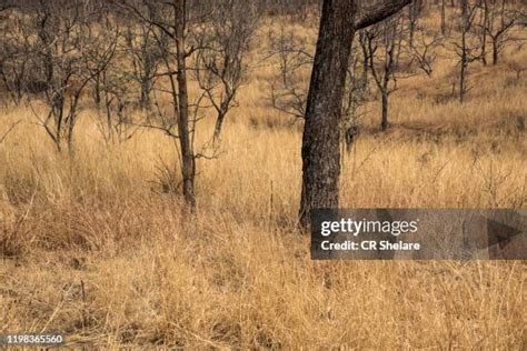 India Grasslands Photos And Premium High Res Pictures Getty Images