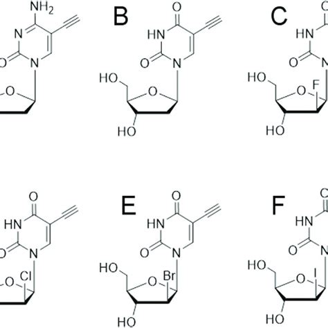 Chemical structures of the nucleoside analogues in this study. A) EdC ...