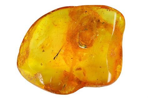 Detailed Fossil Centipede (Chilopoda) In Baltic Amber (#145476) For ...